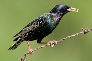 Starlings